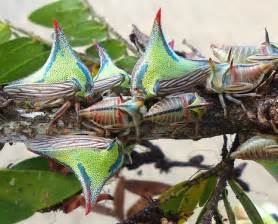  ¿Te Fascina el Mundo de los Insectos? ¡Descubre el Curioso Estilo de Vida del Besouro!  Un pequeño gigante que se camufla a la perfección con su entorno, mostrando una fascinante danza de metamorfosis