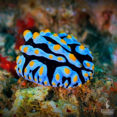  Nudibranchia: ¿Conoces a estos extravagantes maestros del camuflaje en el reino marino?