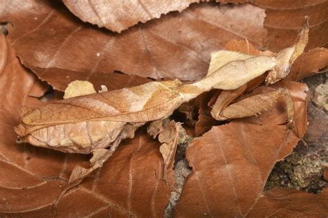  ¿Conoce Ud. al Urocorthium? Una pequeña maravilla del mundo que se camufla con la maestría de un artista!