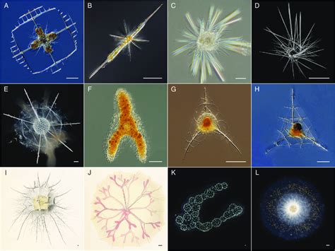  Acantharia ¡Un Viajero Microscópico con Esqueleto de Piedra!