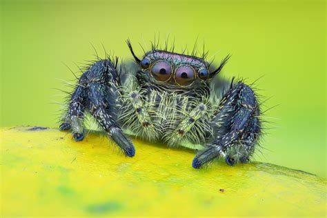  Arácnido Adorable: ¡Descubre por qué la araña de jardín es el superhéroe camuflado que tu jardín necesita!