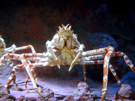  ¡Descubre el sorprendente mundo del cangrejo araña! Una criatura marina que combina la tenacidad de un depredador con la elegancia de un bailarín submarino.