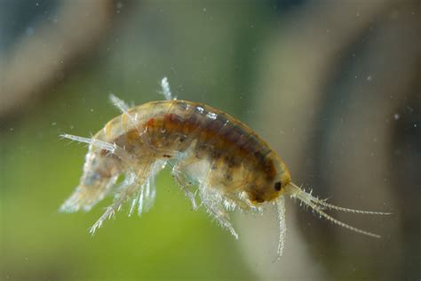  Fan Shrimp: The Tiny Crustacean That Makes Underwater Gardens Sparkle