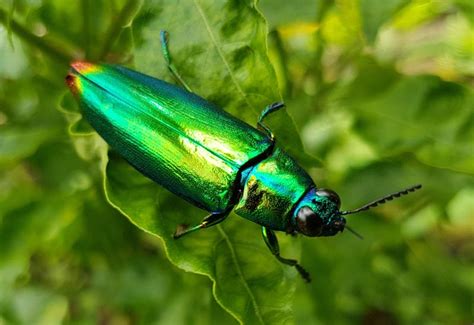  ¿Conoces la fascinante vida de un Káfir, ese insecto volador con escamas brillantes como joyas?