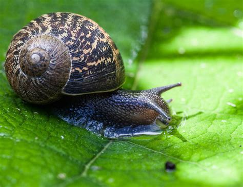  Helix Aspersa: ¡Descubriendo el encanto de este caracol terrestre que vive en jardines y huertos!