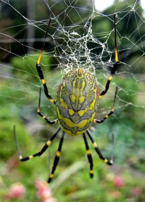  Jorō Spider! A Tiny Mollusk That Makes Its Own Home With a Spiral Staircase