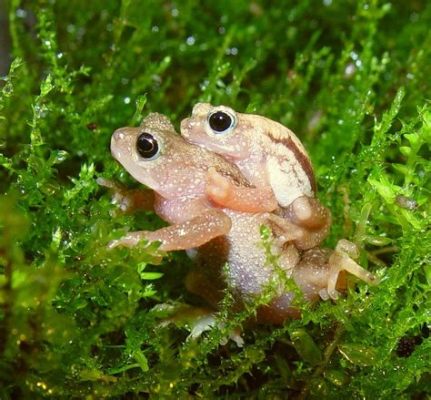  Kihansi Spray Toad: A Master Disguise Hiding Right Under Our Noses!