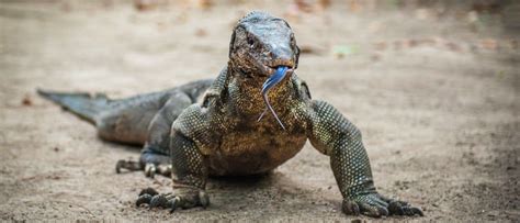  Monitor Lizard:  A Scaled Wonder With A Surprisingly Diverse Diet!