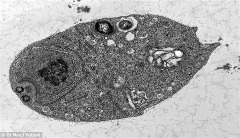  Monocercomonoides!  Un Parabásido Que Vive Sin Mitocondrias, ¿Cómo Es Posible?