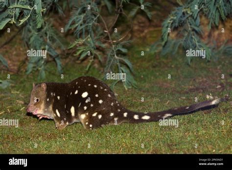  ¿Quoll: Un marsupial diminuto pero feroz que se desliza por la noche?