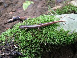  Salamandra de Cuatro Dedos: ¡Un Anfibio Pequeño pero Poderoso que te Sorprenderá con sus Habilidades de Regeneración!