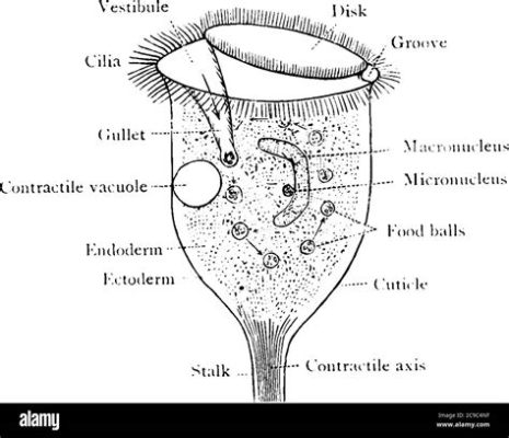  Urocentrida: ¡Descubre el enigmático mundo de un Ciliado con forma de campana!