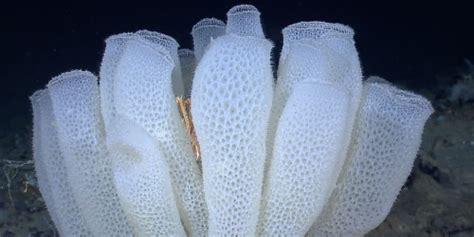  Variational Vibracon: A Soft-Bodied Sponge Masterfully Adapting to Deep-Sea Deprivation