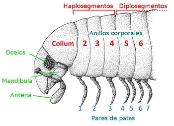  Violes: Descubriendo un Diplopodo con una Exquisita Armonía entre Segmentos y Movimiento