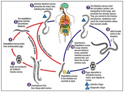  Xiphidiocercaria: ¡Un parásito peculiar con un ciclo de vida digno de una novela!