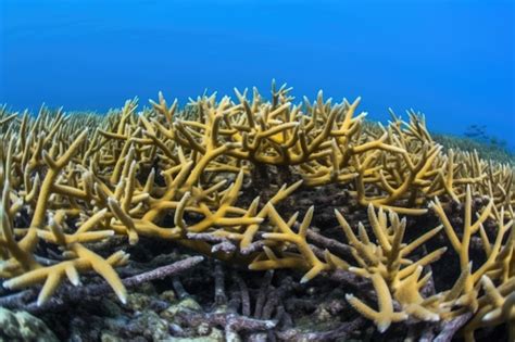  Yellow Finger Coral: Uncovering the Mysteries Behind this Radiant Reef Resident