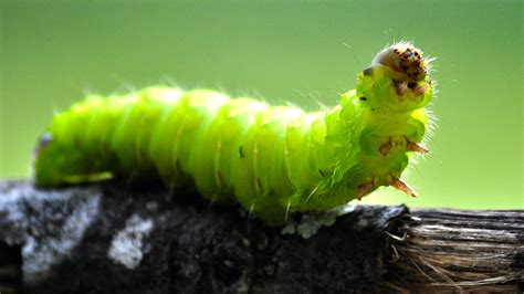  ZoBella: ¡Descubre el Fascinante Mundo de este Pequeño Gusano Planar con Células Ciliadas!